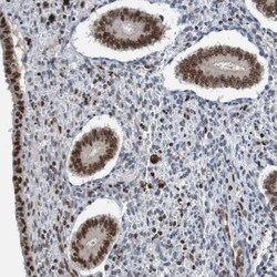 Invitrogen Cdc5L Polyclonal Antibody 100 &mu;L; Unconjugated:Antibodies,