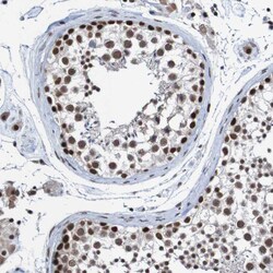 Invitrogen Cdc5L Polyclonal Antibody 100 &mu;L; Unconjugated:Antibodies,