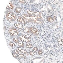 Invitrogen MS4A6A Polyclonal Antibody 100 &mu;L; Unconjugated:Antibodies,