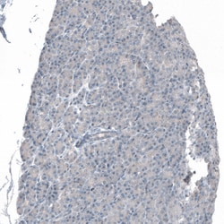 Invitrogen MS4A6A Polyclonal Antibody 100 &mu;L; Unconjugated:Antibodies,