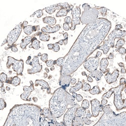 Invitrogen MS4A6A Polyclonal Antibody 100 &mu;L; Unconjugated:Antibodies,