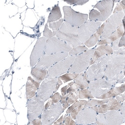 Invitrogen MS4A6A Polyclonal Antibody 100 &mu;L; Unconjugated:Antibodies,