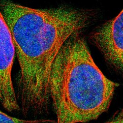 Invitrogen SDK1 Polyclonal Antibody 100 &mu;L; Unconjugated:Antibodies,