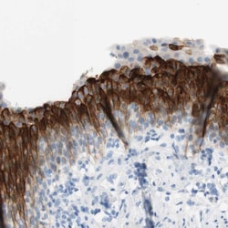 Invitrogen UPK3BL Polyclonal Antibody 100 &mu;L; Unconjugated:Antibodies,