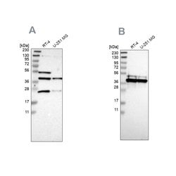 Invitrogen CCDC51 Polyclonal Antibody 100 &mu;L; Unconjugated:Antibodies,