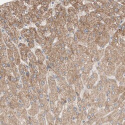 Invitrogen PEX2 Polyclonal Antibody 100 &mu;L; Unconjugated:Antibodies,