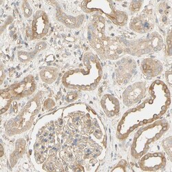 Invitrogen KCNE4 Polyclonal Antibody 100 &mu;L; Unconjugated:Antibodies,