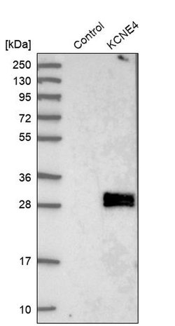 Invitrogen KCNE4 Polyclonal Antibody 100 &mu;L; Unconjugated:Antibodies,