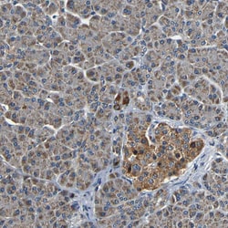 Invitrogen MTX1 Polyclonal Antibody 100 &mu;L; Unconjugated:Antibodies,