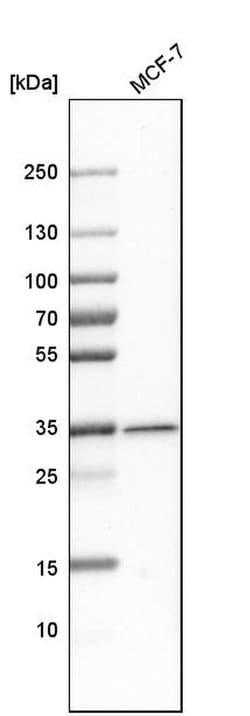 Invitrogen MTX1 Polyclonal Antibody 100 &mu;L; Unconjugated:Antibodies,