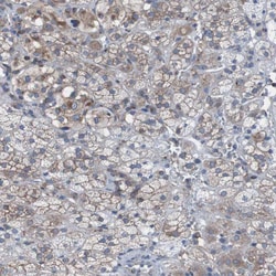 Invitrogen KIAA1024 Polyclonal Antibody 100 &mu;L; Unconjugated:Antibodies,