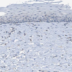 Invitrogen KIAA1024 Polyclonal Antibody 100 &mu;L; Unconjugated:Antibodies,