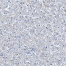 Invitrogen KIAA1024 Polyclonal Antibody 100 &mu;L; Unconjugated:Antibodies,