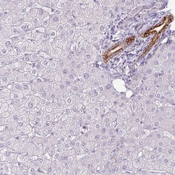 Invitrogen SIRPB2 Polyclonal Antibody 100 &mu;L; Unconjugated:Antibodies,