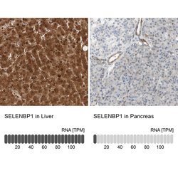 Invitrogen SELENBP1 Polyclonal Antibody 100 &mu;L; Unconjugated:Antibodies,
