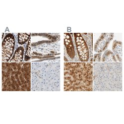 Invitrogen SELENBP1 Polyclonal Antibody 100 &mu;L; Unconjugated:Antibodies,