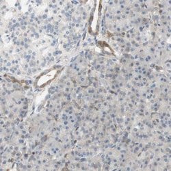Invitrogen SELENBP1 Polyclonal Antibody 100 &mu;L; Unconjugated:Antibodies,