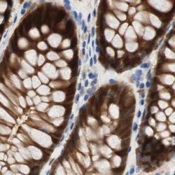Invitrogen SELENBP1 Polyclonal Antibody 100 &mu;L; Unconjugated:Antibodies,