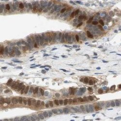 Invitrogen SELENBP1 Polyclonal Antibody 100 &mu;L; Unconjugated:Antibodies,