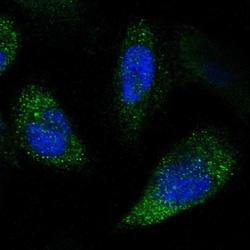 Invitrogen NPRL3 Polyclonal Antibody 100 &mu;L; Unconjugated:Antibodies,
