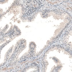Invitrogen NPRL3 Polyclonal Antibody 100 &mu;L; Unconjugated:Antibodies,