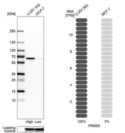 Invitrogen FRMD5 Polyclonal Antibody 100 &mu;L; Unconjugated:Antibodies,