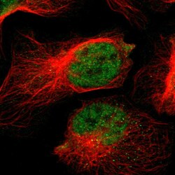 Invitrogen NAV2 Polyclonal Antibody 100 &mu;L; Unconjugated:Antibodies,