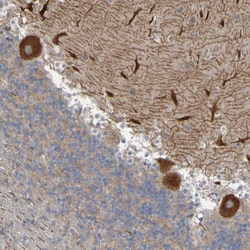 Invitrogen NAV2 Polyclonal Antibody 100 &mu;L; Unconjugated:Antibodies,