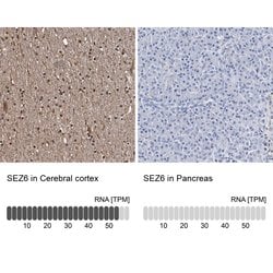 Invitrogen SEZ6 Polyclonal Antibody 100 &mu;L; Unconjugated:Antibodies,