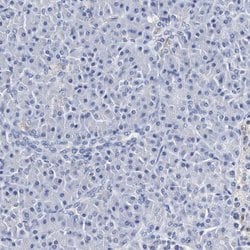 Invitrogen SEZ6 Polyclonal Antibody 100 &mu;L; Unconjugated:Antibodies,