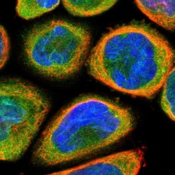 Invitrogen TMEM109 Polyclonal Antibody 100 &mu;L; Unconjugated:Antibodies,