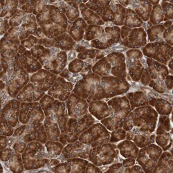 Invitrogen TMEM109 Polyclonal Antibody 100 &mu;L; Unconjugated:Antibodies,