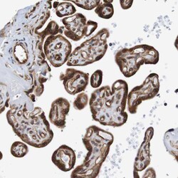 Invitrogen TMEM109 Polyclonal Antibody 100 &mu;L; Unconjugated:Antibodies,