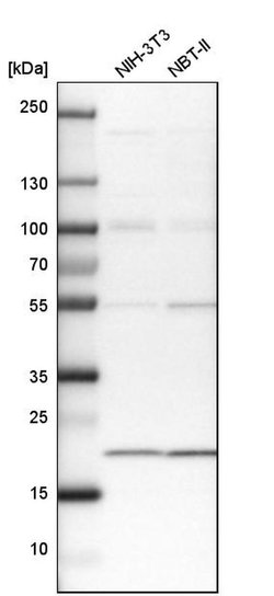 Invitrogen TMEM109 Polyclonal Antibody 100 &mu;L; Unconjugated:Antibodies,