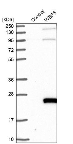 Invitrogen WBP5 Polyclonal Antibody 100 &mu;L | Buy Online | Invitrogen&trade; | Fisher Scientific