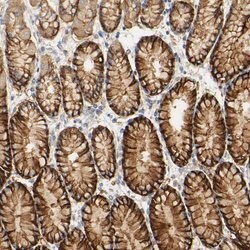 Invitrogen PCDH7 Polyclonal Antibody 100 &mu;L; Unconjugated:Antibodies,