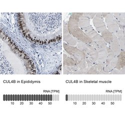 Invitrogen Cullin 4B Polyclonal Antibody 100 &mu;L; Unconjugated:Antibodies,