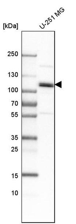 Invitrogen Cullin 4B Polyclonal Antibody 100 &mu;L; Unconjugated:Antibodies,