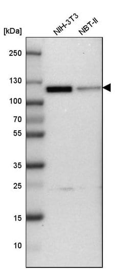 Invitrogen Cullin 4B Polyclonal Antibody 100 &mu;L; Unconjugated:Antibodies,