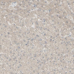 Invitrogen SARG Polyclonal Antibody 100 &mu;L | Buy Online | Invitrogen&trade; | Fisher Scientific