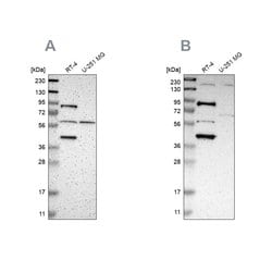 Invitrogen SARG Polyclonal Antibody 100 &mu;L | Buy Online | Invitrogen&trade; | Fisher Scientific