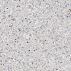 Invitrogen SARG Polyclonal Antibody 100 &mu;L | Buy Online | Invitrogen&trade; | Fisher Scientific