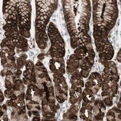 Invitrogen SARG Polyclonal Antibody 100 &mu;L | Buy Online | Invitrogen&trade; | Fisher Scientific