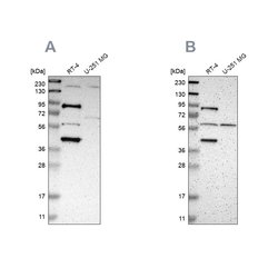 Invitrogen SARG Polyclonal Antibody 100 &mu;L | Buy Online | Invitrogen&trade; | Fisher Scientific