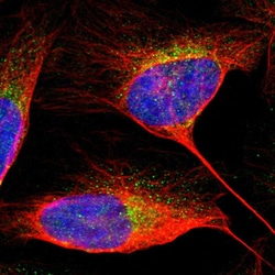 Invitrogen Alix Polyclonal Antibody 100 &mu;L; Unconjugated:Antibodies,