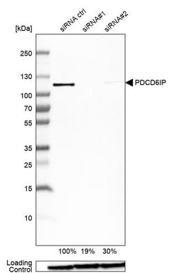 Invitrogen Alix Polyclonal Antibody 100 &mu;L; Unconjugated:Antibodies,
