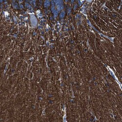 Invitrogen IGSF8 Polyclonal Antibody 100 &mu;L; Unconjugated:Antibodies,
