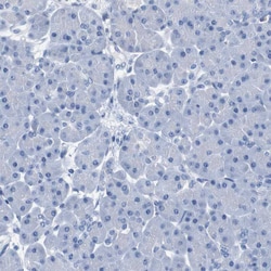 Invitrogen IGSF8 Polyclonal Antibody 100 &mu;L; Unconjugated:Antibodies,
