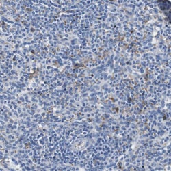 Invitrogen IGSF8 Polyclonal Antibody 100 &mu;L; Unconjugated:Antibodies,