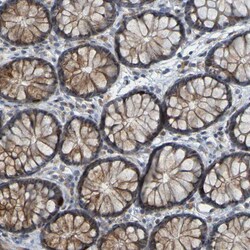 Invitrogen DHODH Polyclonal Antibody 100 &mu;L; Unconjugated:Antibodies,
